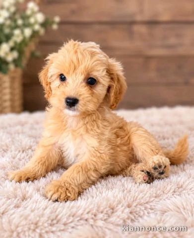 Dons chiots cockapoo mâle 