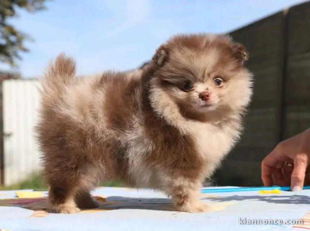 Chiots spitz nain disponible 