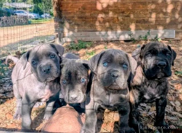 Magnifique chiots cane corse disponible 