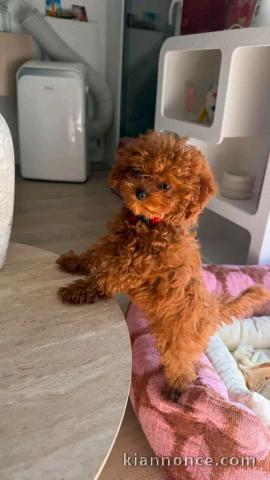 Je donne chiots caniche disponible 