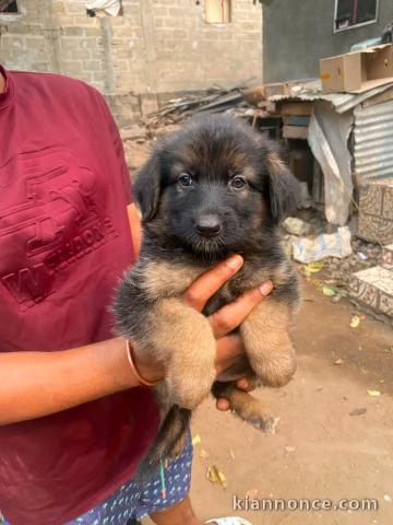 Berger allemand disponible à adopter 