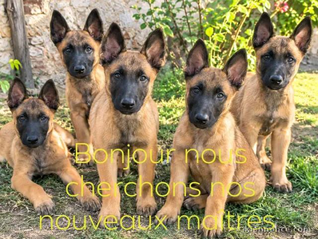 Berger malinois disponible pour adoption 