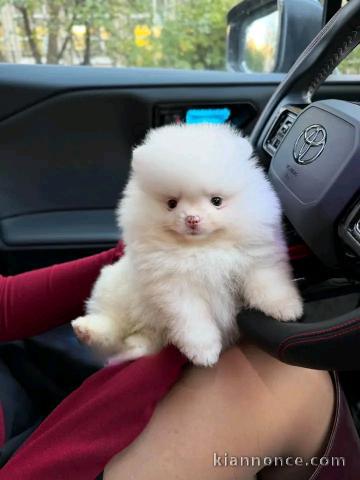 Je donne chiots spitz nain rose 