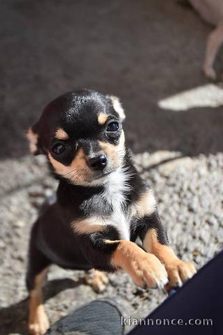 Disponible de suite chiots chihuahua