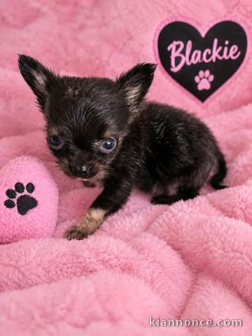 Magnifique chiots chihuahua femelle 