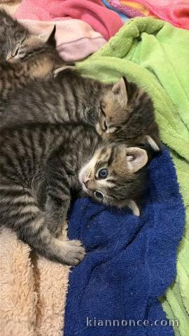 Chaton a donner urgent 