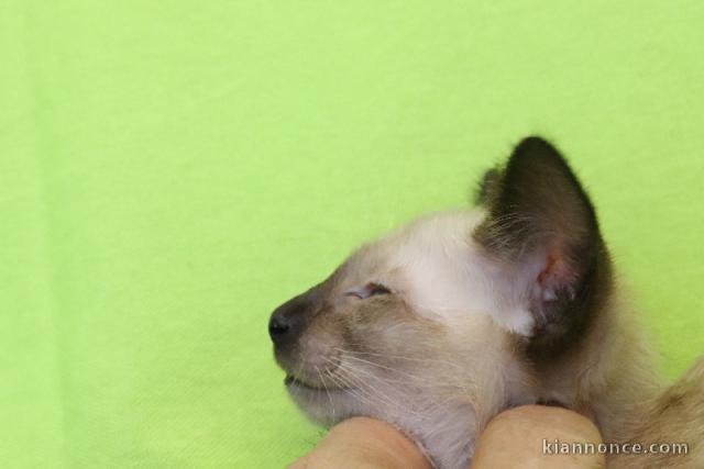 Magnifique chaton siamois à donner 