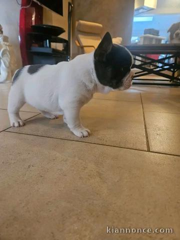 Je donne chiots bouledogue français mâle 
