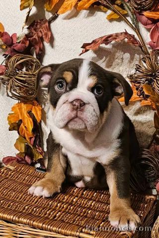Bulldog anglais disponible mâle 