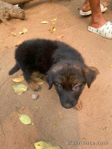 Je donne chiots berger allemand 