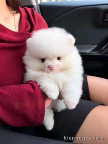 Je donne chiots spitz nain 