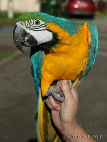 Perroquets Arras disponible 