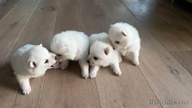 Chiots spitz japonais disponible 
