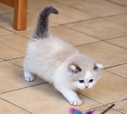 Magnifique chaton ragdoll disponible 