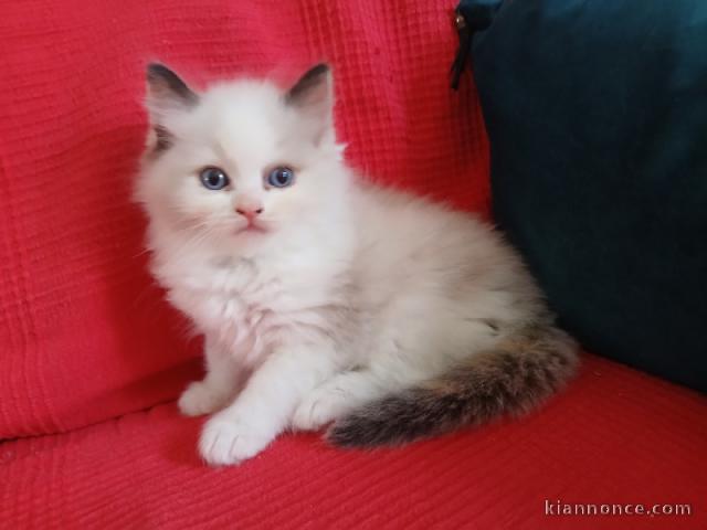 Je donne chaton ragdoll femelle 