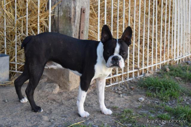 Adorable chiots Boston terrier disponible 