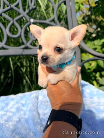 Je donne chiots chihuahua mâle 