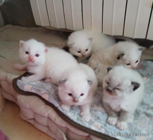 Portée des chatons ragdoll disponible 