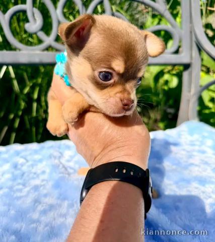 Je donne chiots chihuahua disponible 