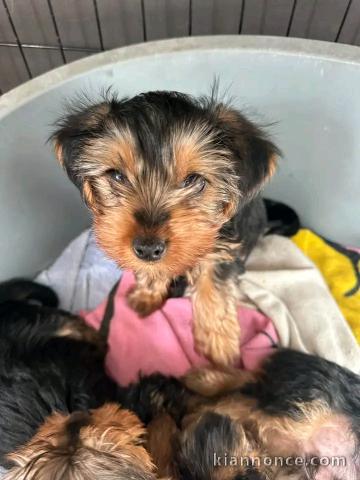 Je donne chiots York mâle 