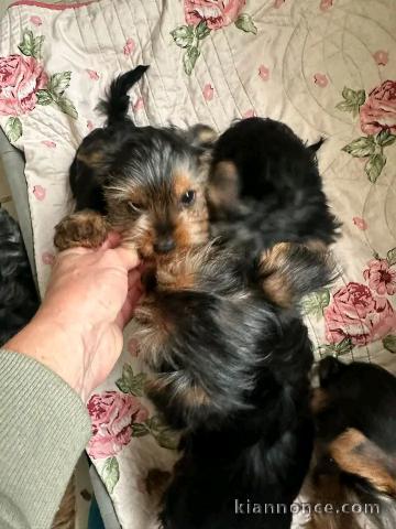 Dons chiot York disponible 