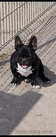 À adopter chiots bouledogue français 