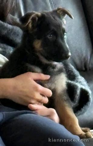 Je donne chiots berger allemand 