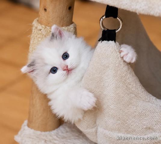 Ragdoll disponible mâle à céder 