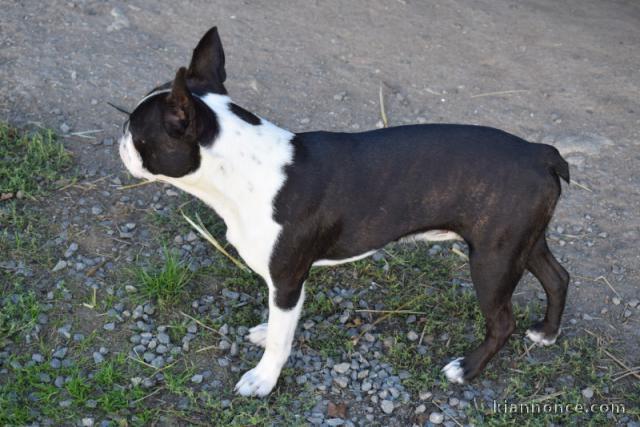 Magnifique chiots Boston disponible 