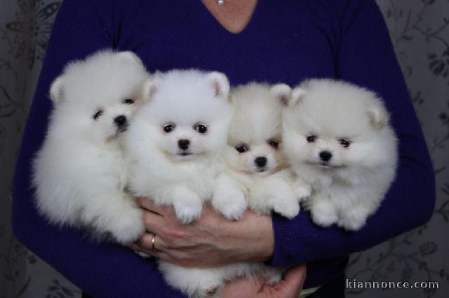 Magnifique chiots Spitz nain disponible 
