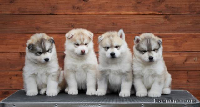 Magnifique chiots Husky Sibérien aux yeux bleus 