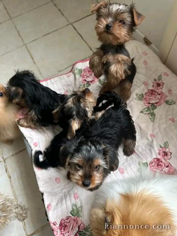 Je donne chiots York mâle et femelle 