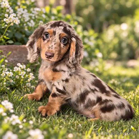 chiots teckels disponible mâle a vendre urgent 