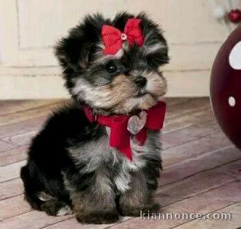 Je donne chiots York disponible 