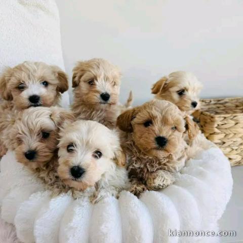Chiots à adopter disponible 