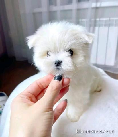 Magnifique chiots Bichon maltais adorable 