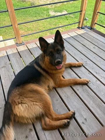 Berger allemand disponible 