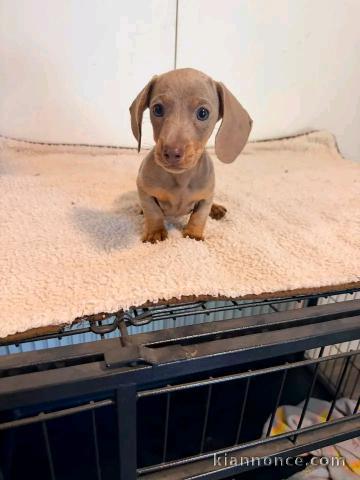 Teckels à adopter femelles 