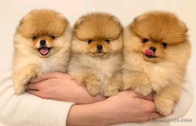 Magnifique chiots Spitz nain Poméranien 