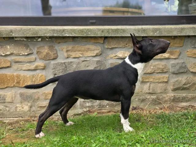Bébé chiots bull Terrier pour adoption 