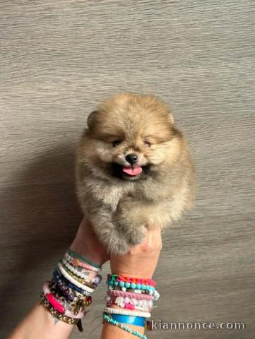 Spitz nain femelle disponible 