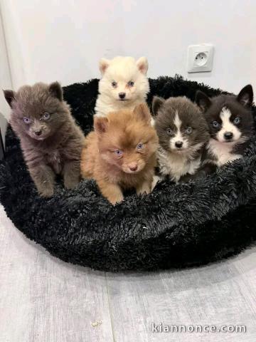 Chiots pomsky disponible mâle et femelle a céder 