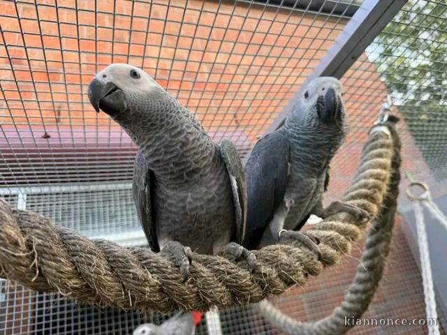 Couple perroquet gris du Gabon recherche une nouvelle famille 