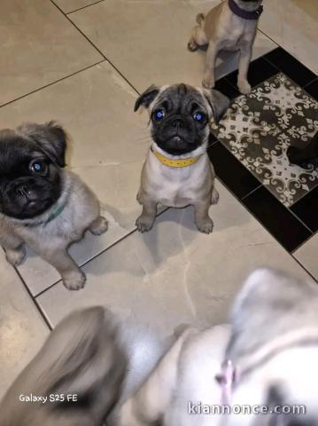 Chiots type carlin à vendre prix raisonnable 