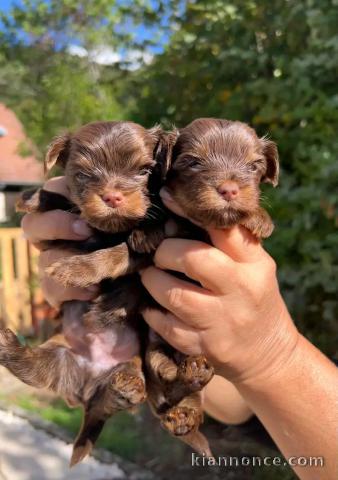 Magnifique chiots York disponible 