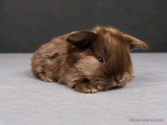 Lapin disponible mâle a donner 