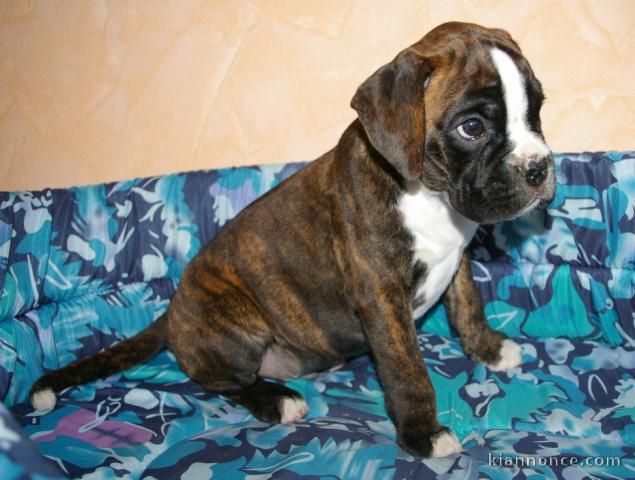 A donner Chiot BOXER Femelle