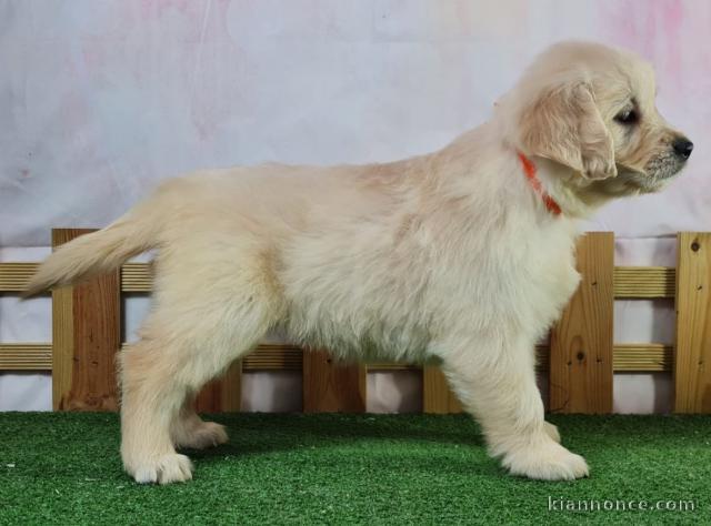 Je donne chiot Golden Retriever femelle