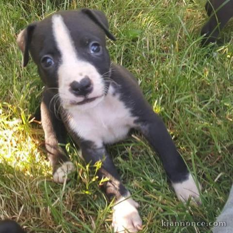 Don chiot American Staffordshire Terrier femelle