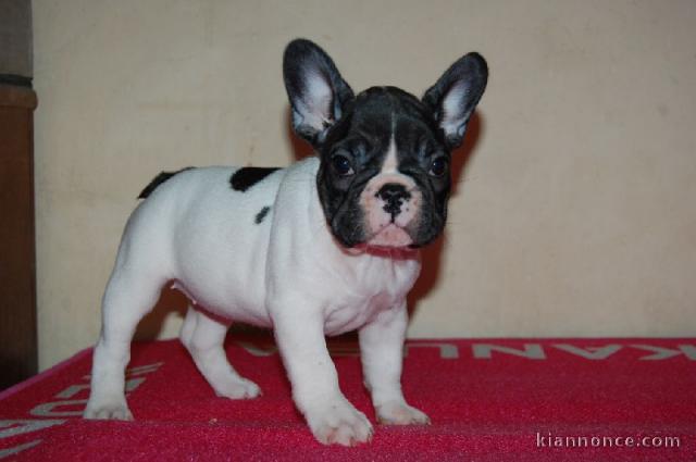 Don Magnifique chiot Bouledogue français femelle caille